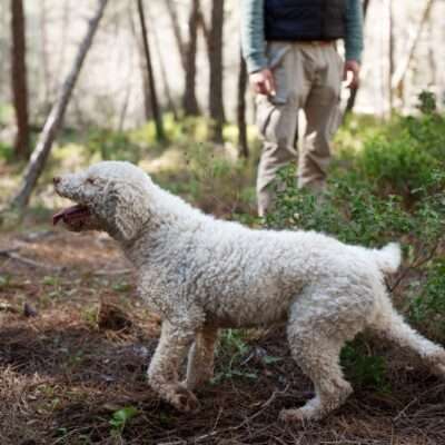 Addestramento Cani da Tartufo