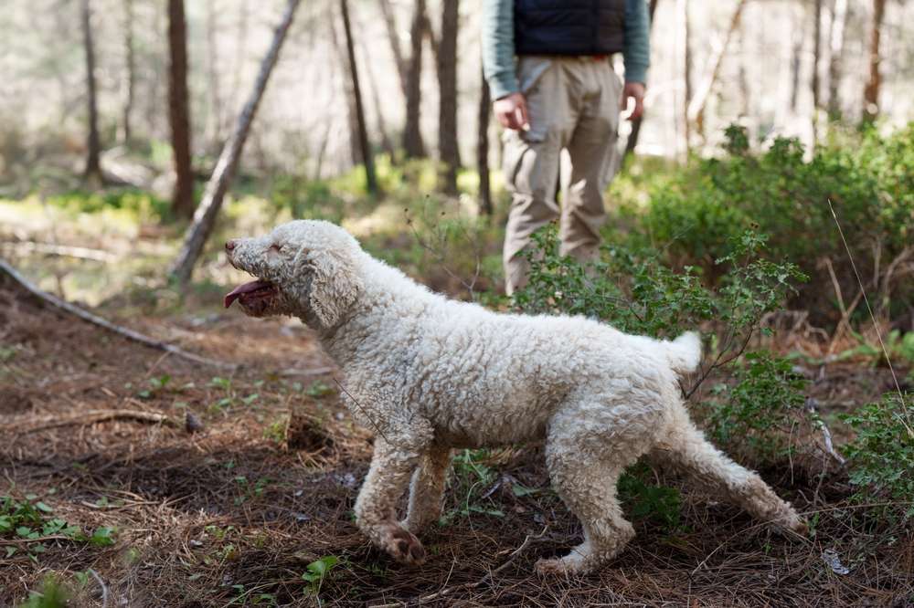 Addestramento Cani da Tartufo